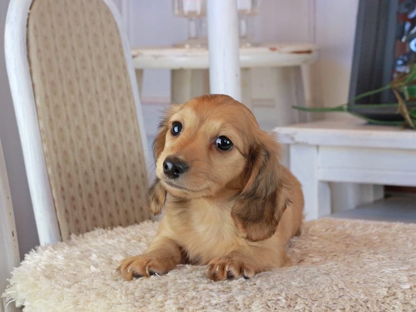 カニンヘンダックスフンド マカナ&ジルベールの子犬 イエロー（クリーム） 男の子