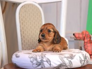 Kaninchen_Dachshund_1733