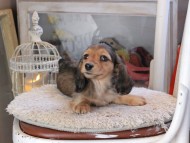 Kaninchen_Dachshund_1736 Kaninchen_Dachshund_1736