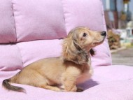Kaninchen_Dachshund_1740