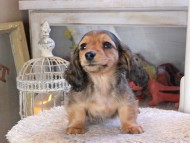 Kaninchen_Dachshund_1741 Kaninchen_Dachshund_1741