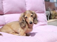 Kaninchen_Dachshund_1744