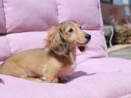 Kaninchen_Dachshund_1745