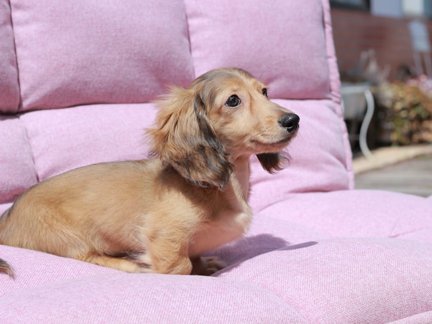 カニンヘン ダックスフンド フルーティ ＆ ジルベールの子犬 レディッシュイエロー 男の子