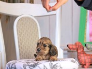 Kaninchen_Dachshund_1747