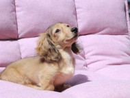 Kaninchen_Dachshund_1750