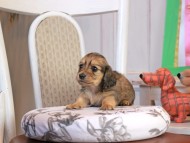 Kaninchen_Dachshund_1752