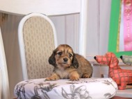 Kaninchen_Dachshund_1756
