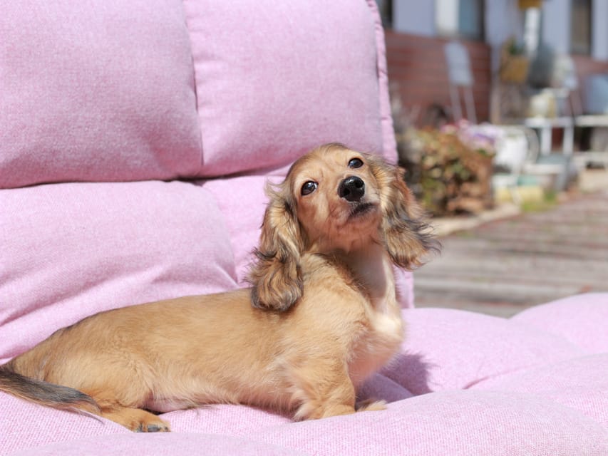 カニンヘン ダックスフンド フルーティ ＆ ジルベールの子犬 レディッシュイエロー 男の子