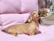 Kaninchen_Dachshund_1761