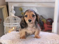 Kaninchen_Dachshund_1763