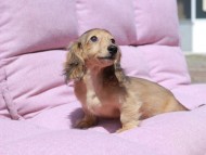 Kaninchen_Dachshund_1763