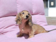 Kaninchen_Dachshund_1765