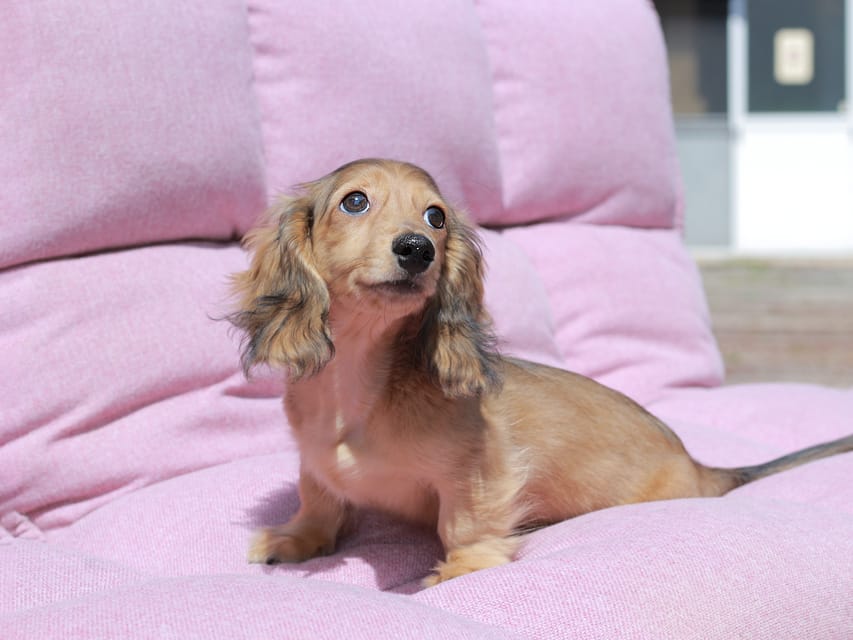 カニンヘン ダックスフンド フルーティ ＆ ジルベールの子犬 レディッシュイエロー 男の子