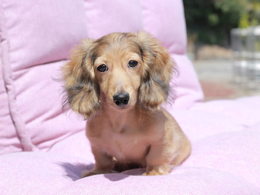 カニンヘン ダックスフンド フルーティ ＆ ジルベールの子犬 レディッシュイエロー 男の子