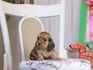 Kaninchen_Dachshund_1772