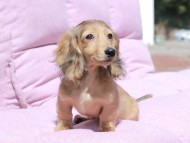 Kaninchen_Dachshund_1774
