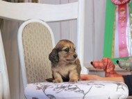 Kaninchen_Dachshund_1778