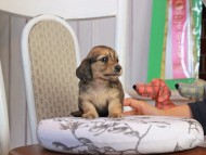 Kaninchen_Dachshund_1789