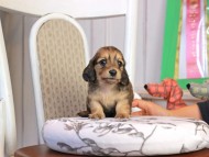 Kaninchen_Dachshund_1791
