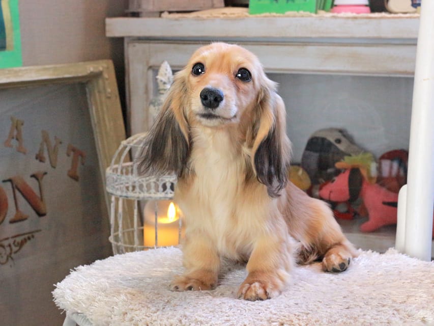 カニンヘンダックスフンド ピアノ&スカッシュの子犬 シェーデットイエロー（シェーデットクリーム） 女の子