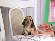 Kaninchen_Dachshund_1797