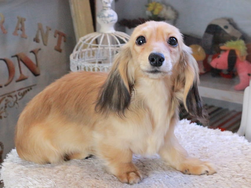 カニンヘンダックスフンド ピアノ&スカッシュの子犬 シェーデットイエロー（シェーデットクリーム） 女の子