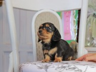 Kaninchen_Dachshund_1801