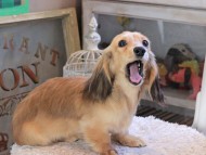 Kaninchen_Dachshund_1805 Kaninchen_Dachshund_1805