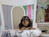 Kaninchen_Dachshund_1807