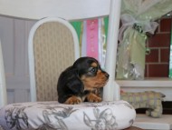 Kaninchen_Dachshund_1808