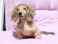 フルーティ ＆ ジルベールの子犬 レディッシュイエロー 男の子 カニンヘンダックスフンド