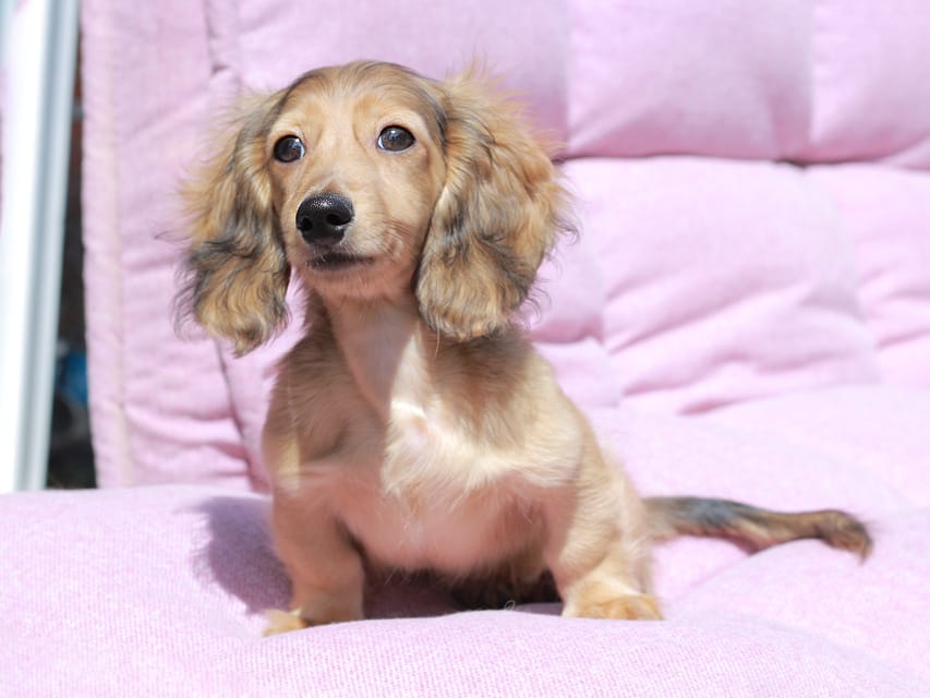 カニンヘン ダックスフンド フルーティ ＆ ジルベールの子犬 レディッシュイエロー 男の子