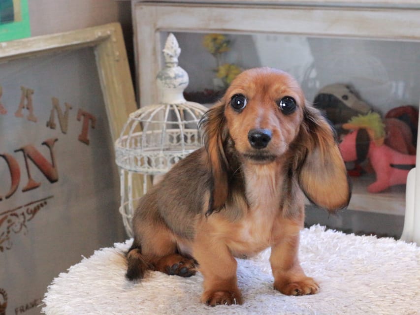カニンヘンダックスフンド ミスト&竹千代の子犬 シェーデットレッド 女の子（2）