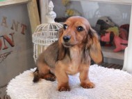Kaninchen_Dachshund_1818