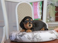 Kaninchen_Dachshund_1820
