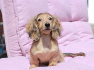 Kaninchen_Dachshund_1820