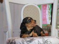 Kaninchen_Dachshund_1838