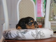 Kaninchen_Dachshund_1839