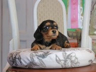 Kaninchen_Dachshund_1841