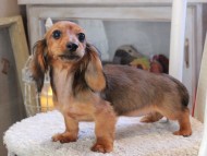 Kaninchen_Dachshund_1842