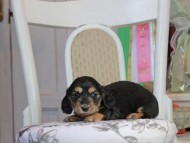 Kaninchen_Dachshund_1853