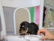 Kaninchen_Dachshund_1862