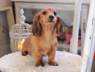 Kaninchen_Dachshund_1863