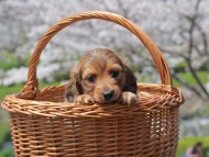 Kaninchen_Dachshund_1868 Kaninchen_Dachshund_1868
