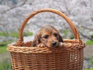 Kaninchen_Dachshund_1872