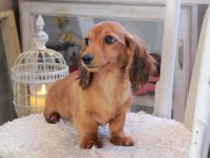 Kaninchen_Dachshund_1873