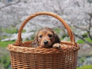 Kaninchen_Dachshund_1882