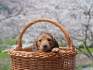 Kaninchen_Dachshund_1883