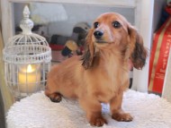 Kaninchen_Dachshund_1888